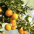 Orange Tree Cuttings Citrus sinensis Live Plant Rooting Grafting Starter Plant