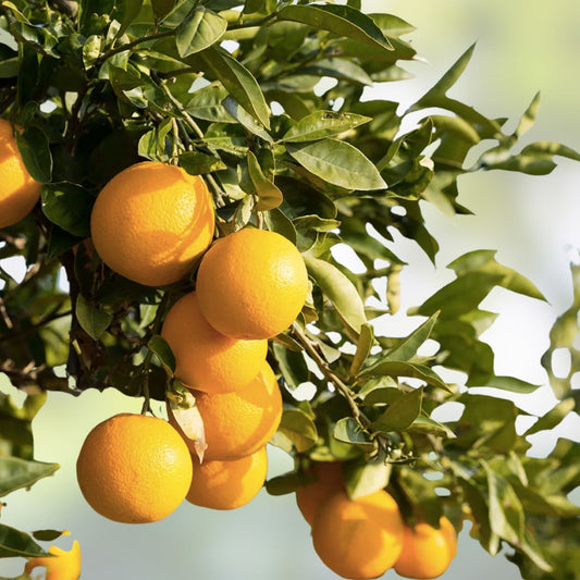 Orange Tree Cuttings Citrus sinensis Live Plant Rooting Grafting Starter Plant