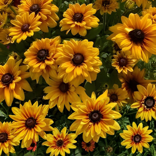 Organic Rudbeckia Denver Daisy Seeds 1000 Pack, Flower Seeds for Garden, USA Grown, Live Plant, Cutting, Bare Root, Starter Plant