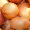 Texas Early Grano Onion Seeds Heirloom Allium cepa Short Day Vidalia Type 25+ Starter Plants