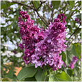 Lilac Starter Plant Belle de Nancy Syringa vulgaris Well-Rooted Live Plant 4-8 inches tall