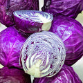 Red Acre Heirloom Cabbage Seeds Non-GMO Organic Vegetable Seeds for Gardening Brassica oleracea Starter Plant