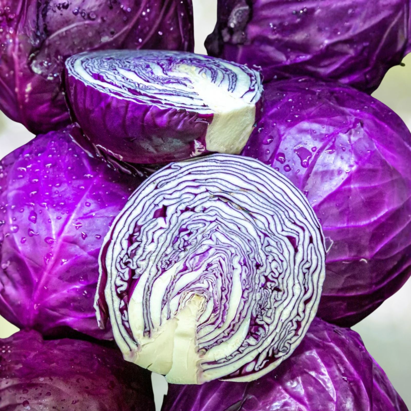 Red Acre Heirloom Cabbage Seeds Non-GMO Organic Vegetable Seeds for Gardening Brassica oleracea Starter Plant