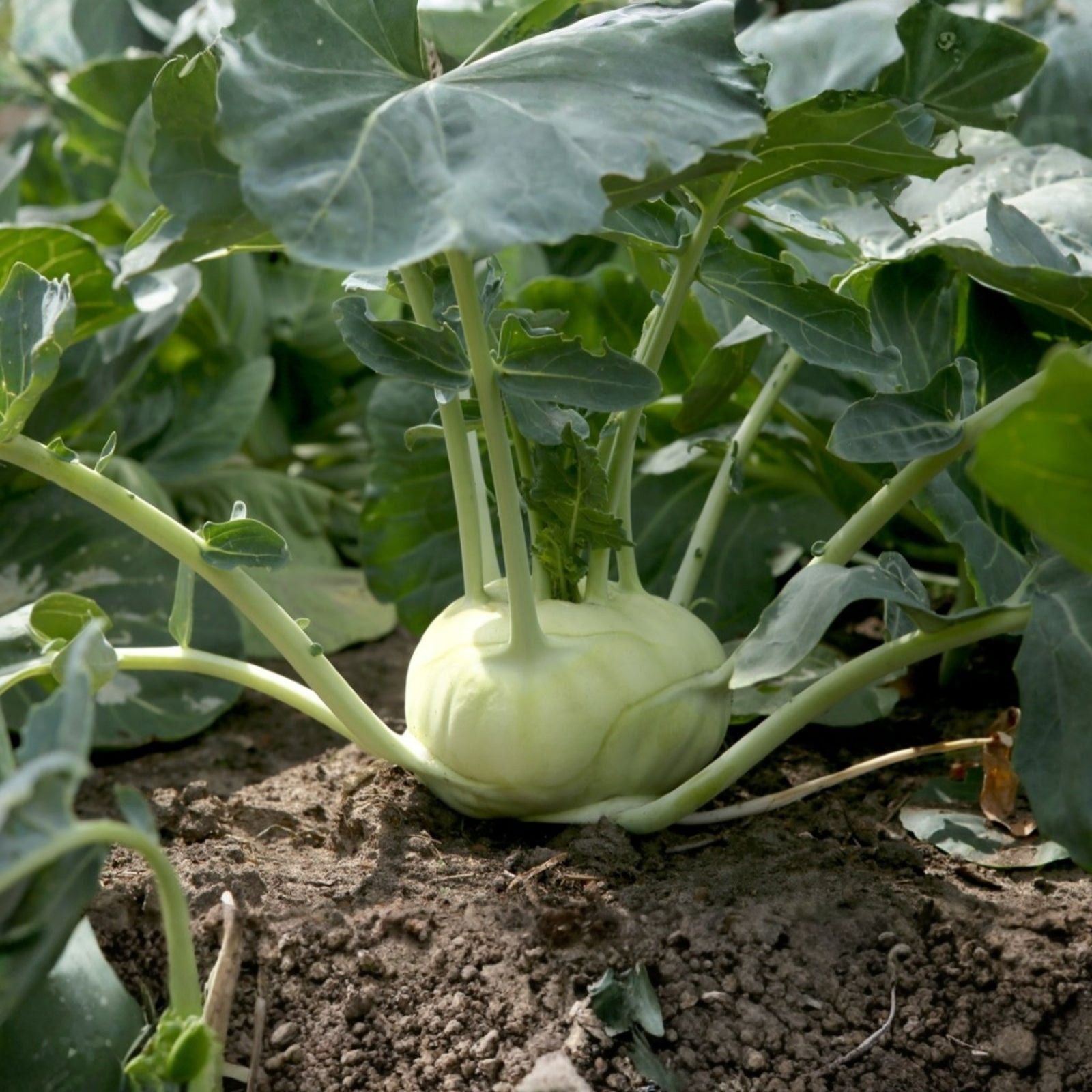 Kohlrabi Seeds 500 Count Early White Vienna Non-GMO Vegetable Seeds Brassica oleracea Starter Plant