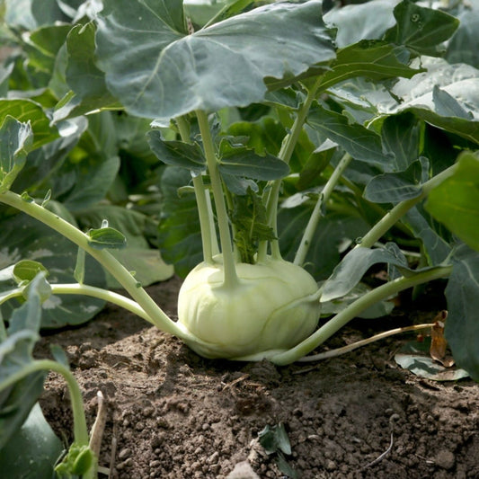 Kohlrabi Seeds 500 Count Early White Vienna Non-GMO Vegetable Seeds Brassica oleracea Starter Plant
