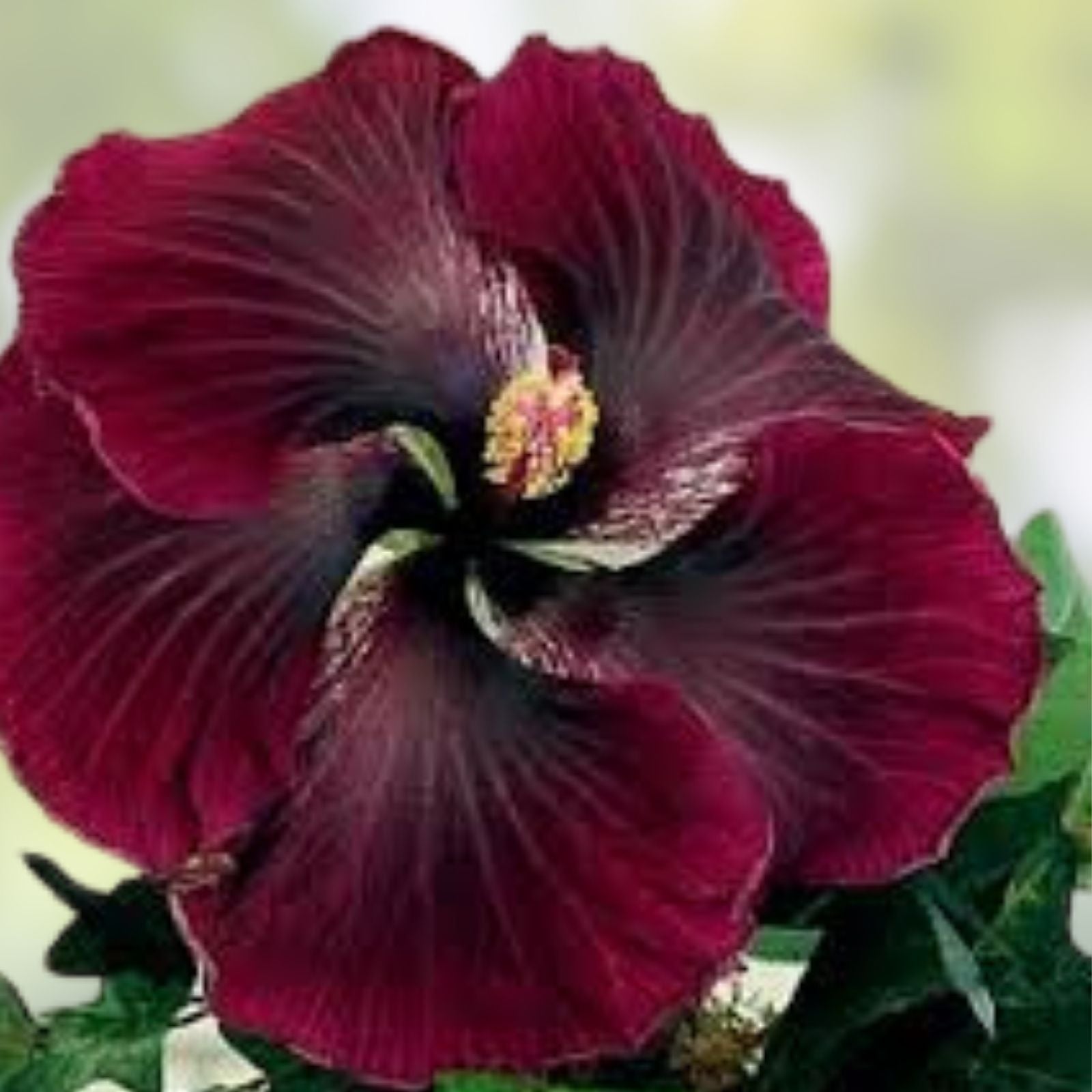 Black Baron Hibiscus rosa-sinensis Cutting, Live Plant, Unrooted Starter, Tropical Houseplant, Rare Hibiscus Cutting