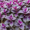 Purple Zebra Wandering Jew Cuttings - 50 Stem Propagation Pack - Tradescantia Zebrina Indoor Plant Cuttings