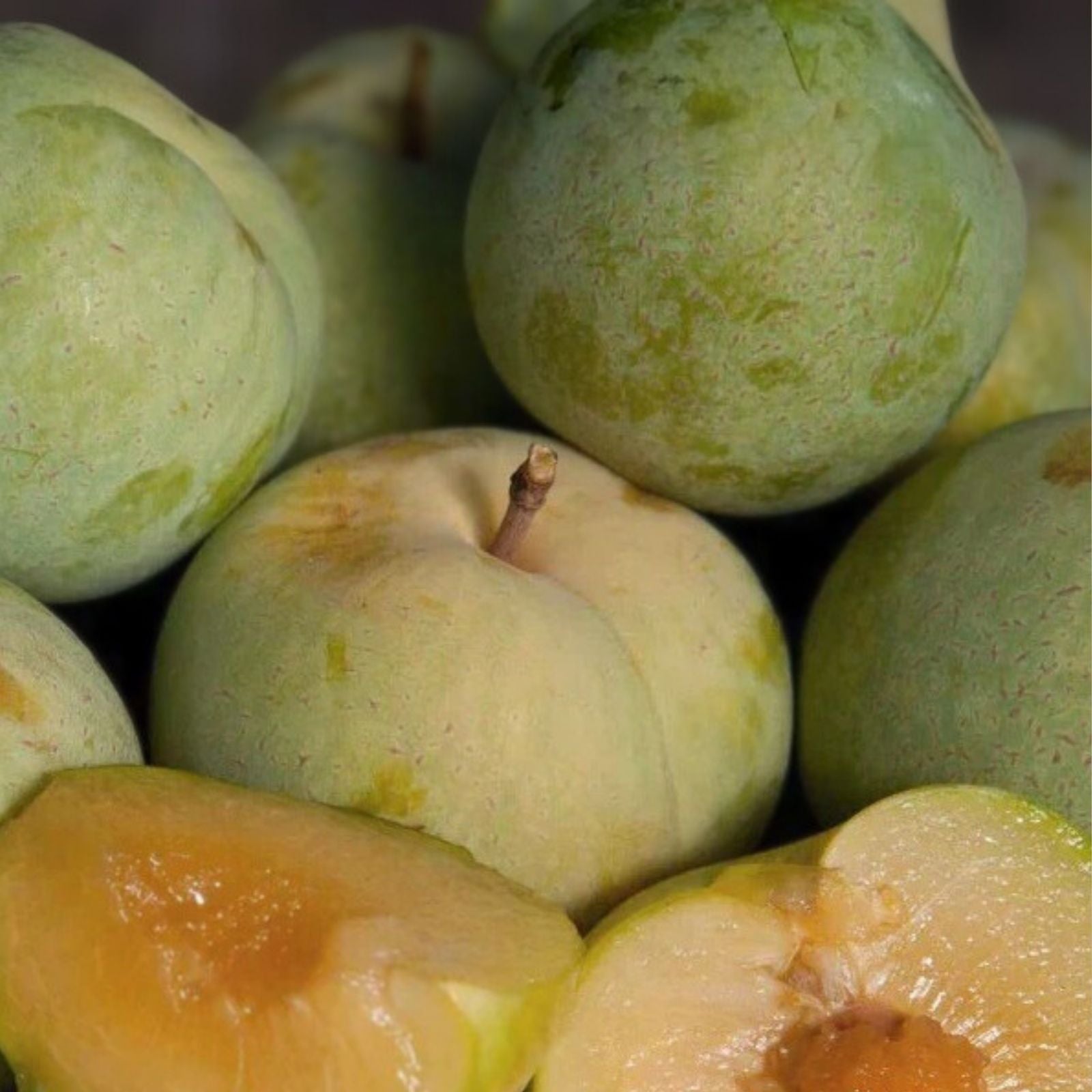 Emerald Pluot Scions Cuttings – Plum Apricot Hybrid – Prunus domestica x Prunus armeniaca – Fast Growing Fruit Tree