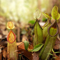 Tropical Pitcher Plant - Nepenthes mirabilis - Carnivorous Indoor Plant for Gardening - Exotic, Unique, New Harvest Quality