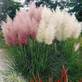 Caladium Bulbs 5 Pack - Wildfire Fancy Varieties - Perennial Elephant Ears - Caladium bicolor Planting Bulbs - Fast Growing
