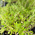 Sedum Cuttings 20 Pack Gold Moss Sedum Sarmentosum Perennial Succulents Stonecrop Planting Material