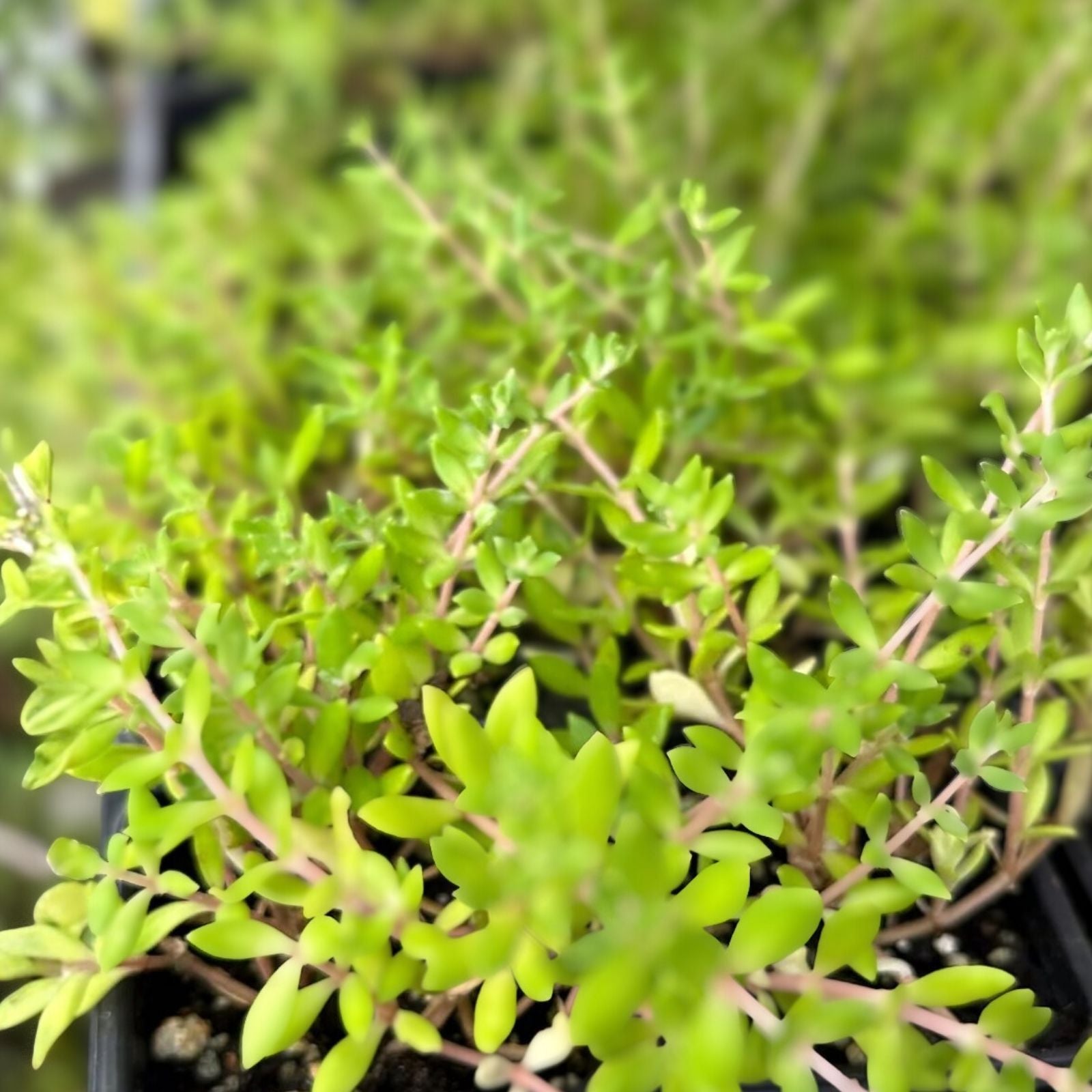 Sedum Cuttings 20 Pack Gold Moss Sedum Sarmentosum Perennial Succulents Stonecrop Planting Material