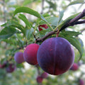 Flavor Supreme Pluot Tree Live Plant, Fruit Tree, Prunus domestica x salicina, 1/2" trunk, bare root, starter plant