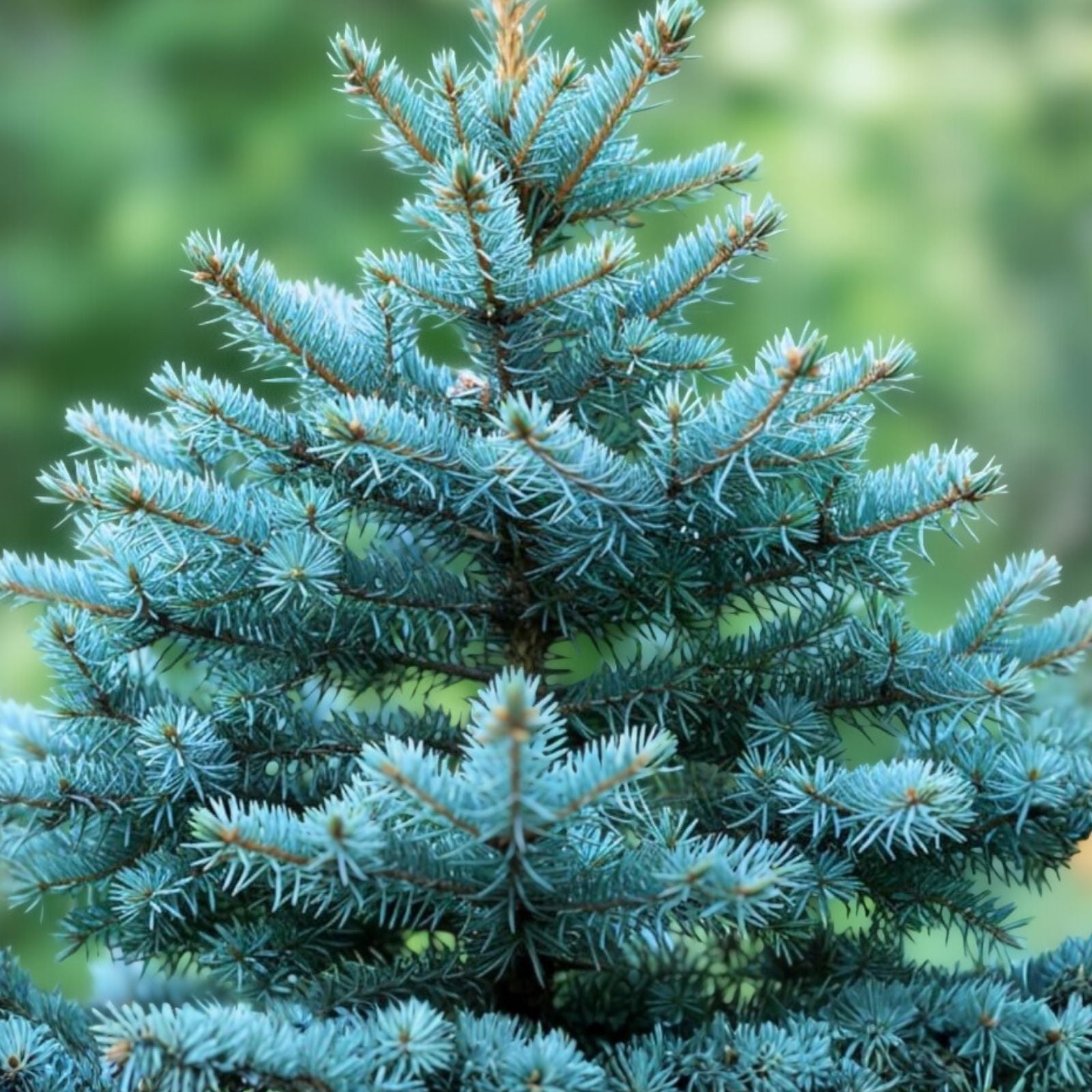 Blue Spruce Seeds 50 Pack Colorado Blue Spruce Picea pungens Conifer Tree Seeds for Planting