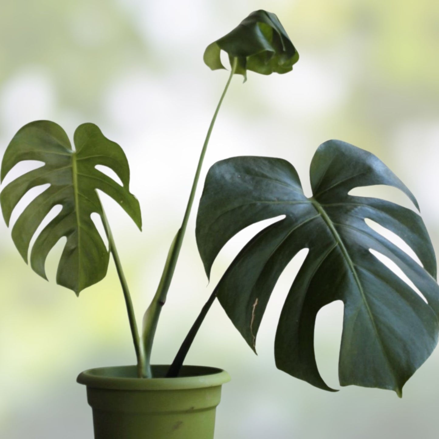 Monstera Deliciosa Cutting 8+ Inch Live Houseplant Propagation Plant with 3 Nodes Rare Tropical Plant