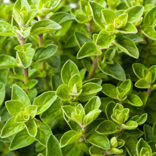 Oregano Seeds Pack 100 Non-GMO Italian Herb Culinary Gardening Origanum vulgare Live Plant Cutting