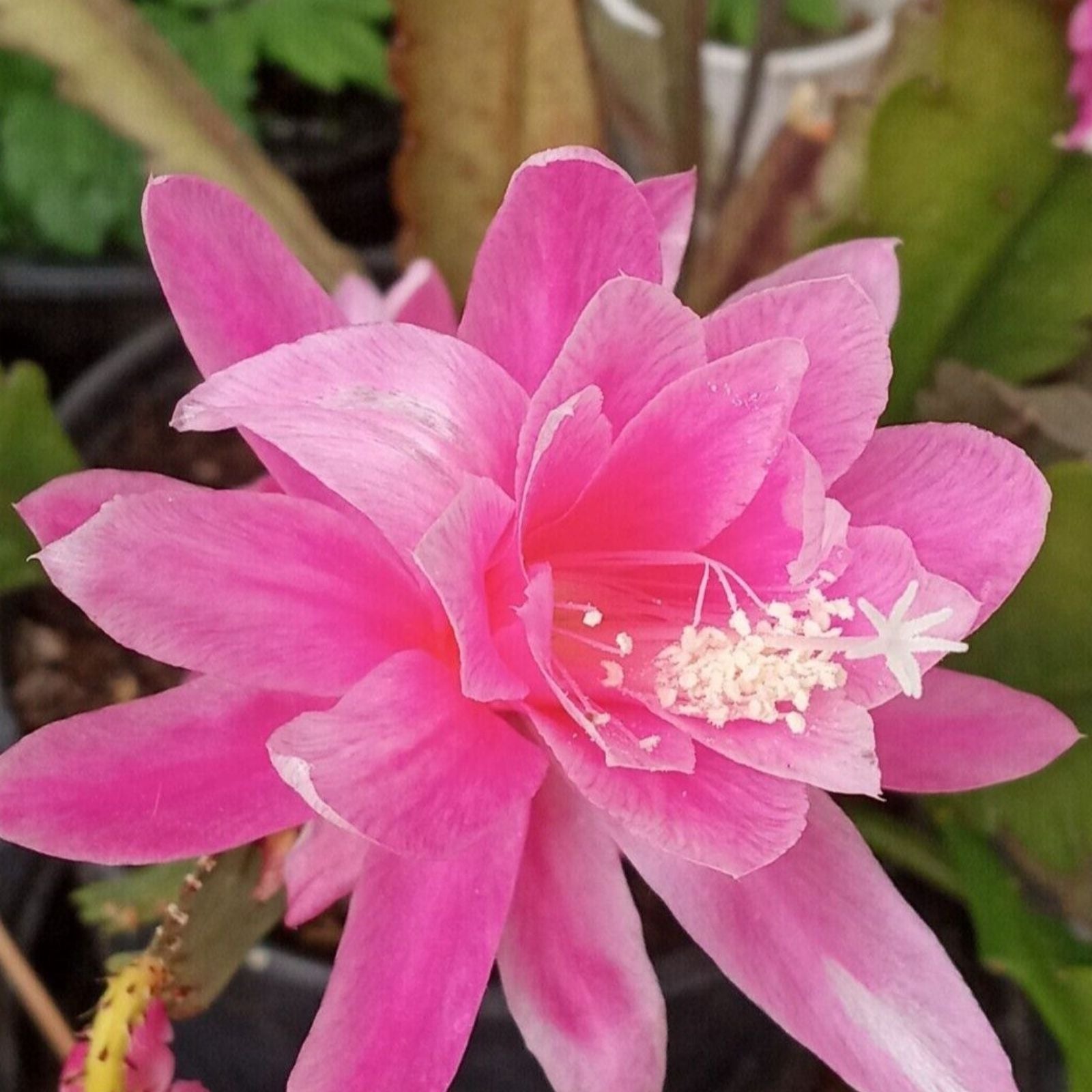 Rare Orchid Cactus Cutting 6" German Empress Epiphyllum Live Plant – Indoor Succulent, Exotic Flowering Cactus, Houseplant