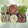 Assorted Succulent Plant Cuttings Six Varieties Echeveria Sedum Houseplants DIY Arrangements