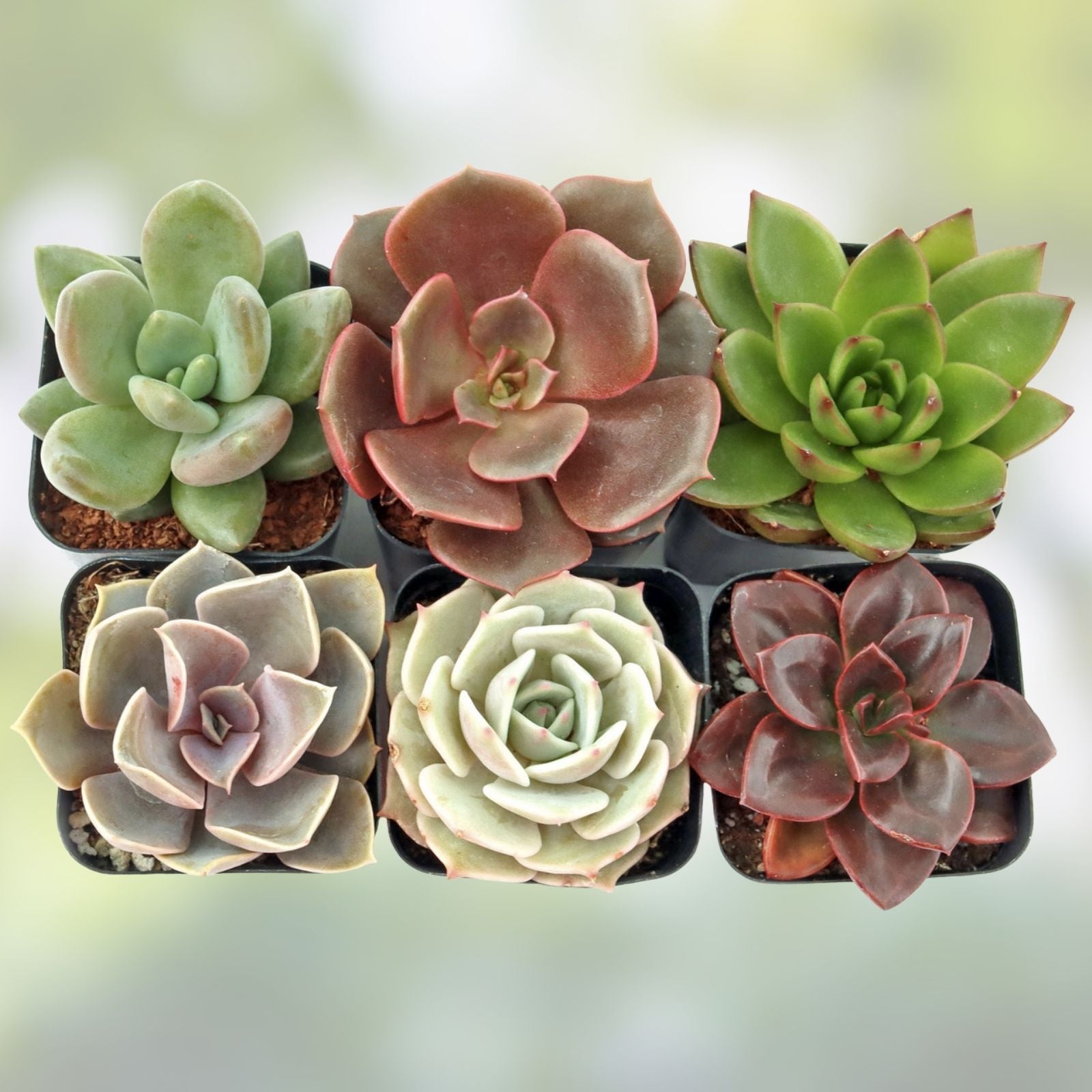 Assorted Succulent Plant Cuttings Six Varieties Echeveria Sedum Houseplants DIY Arrangements