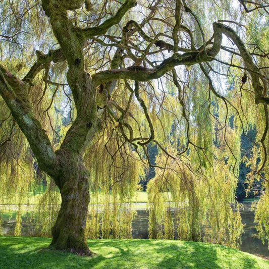 Golden Weeping Willow Tree Cuttings 4 Pack Live Plants Salix babylonica Bare Root Starter Trees