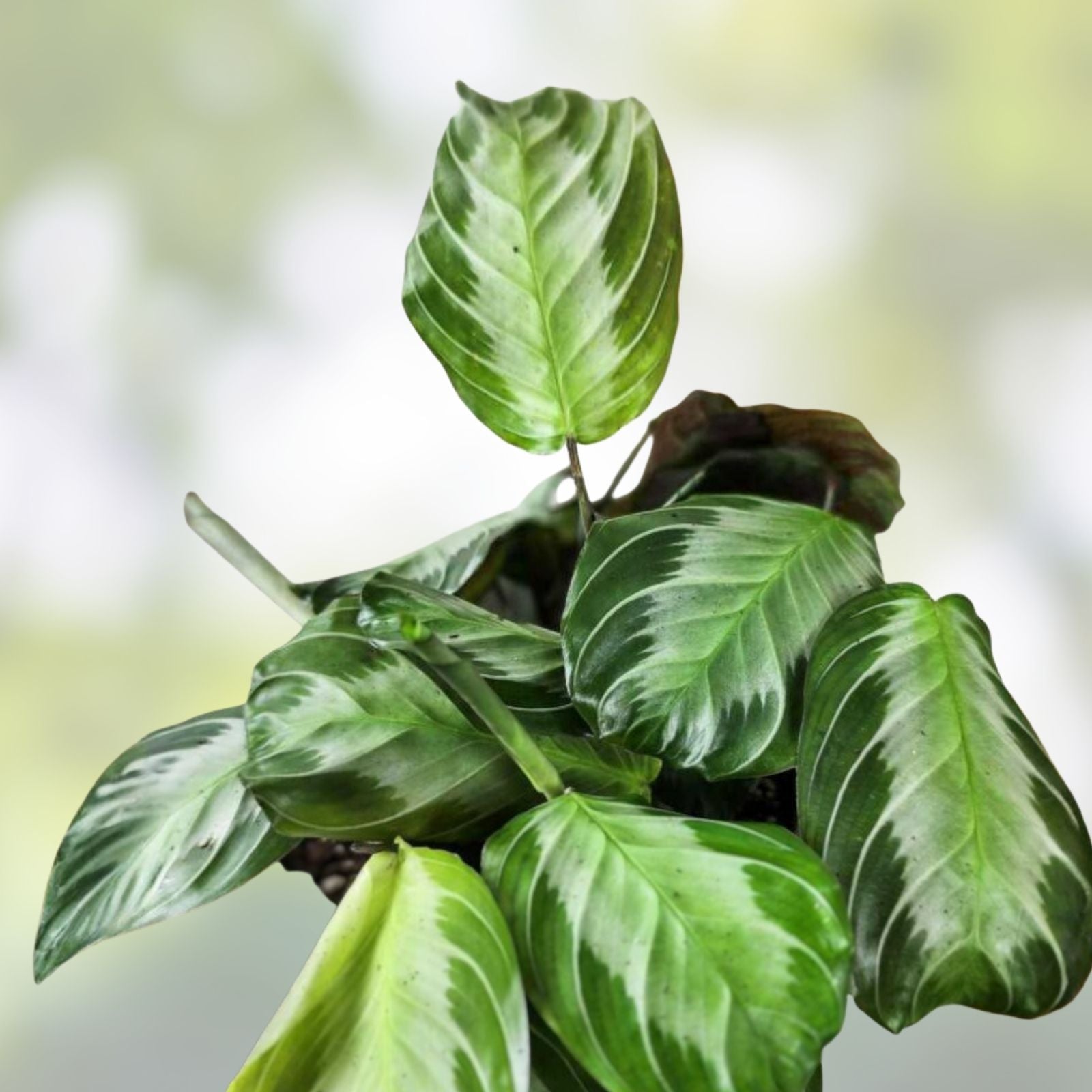 Maranta Silver Band Cutting 3 Leaves 2 Nodes Rare Tropical Plant Maranta leuconeura, US Seller