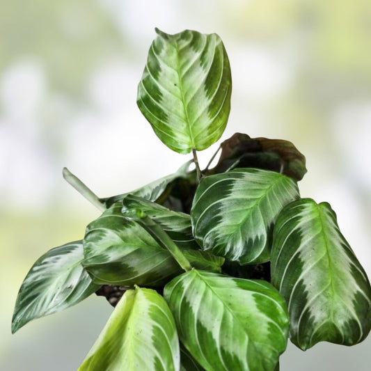 Maranta Silver Band Cutting 3 Leaves 2 Nodes Rare Tropical Plant Maranta leuconeura, US Seller