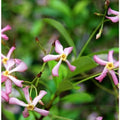 Pink Star Jasmine Cuttings - Trachelospermum jasminoides - Live Plant Clippings - Garden Climbing Vine - Fragrant Blooms