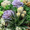 Succulent Leaves for Propagation – 4 Varieties – Ideal for Planting & Growing – Perfect for DIY Projects – Fast Growing