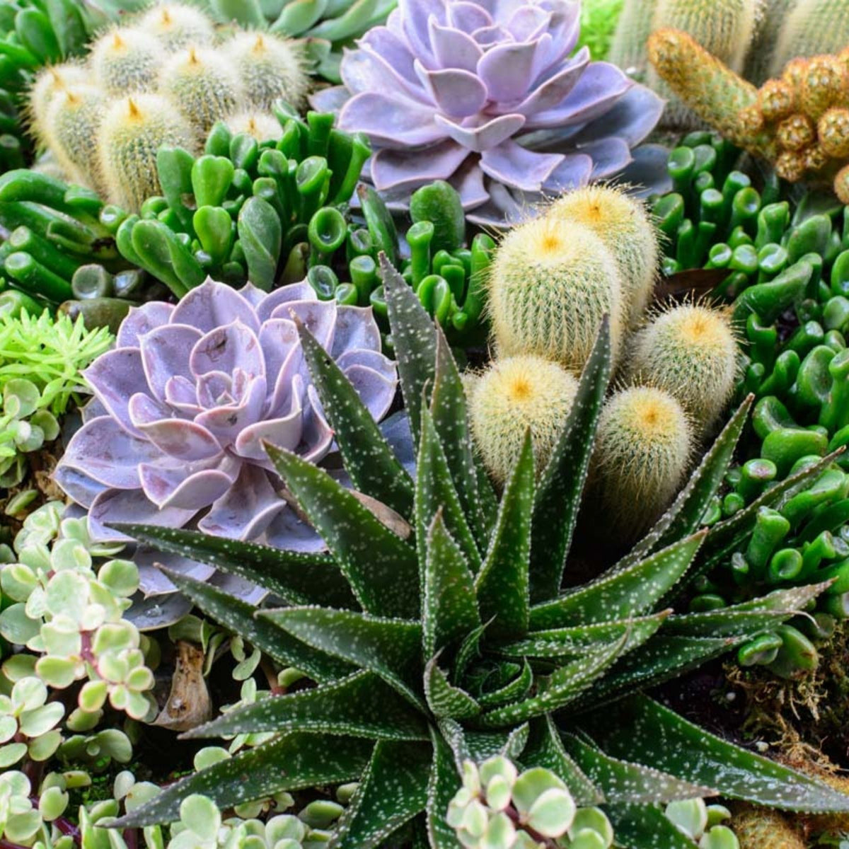 Succulent Leaves for Propagation – 4 Varieties – Ideal for Planting & Growing – Perfect for DIY Projects – Fast Growing