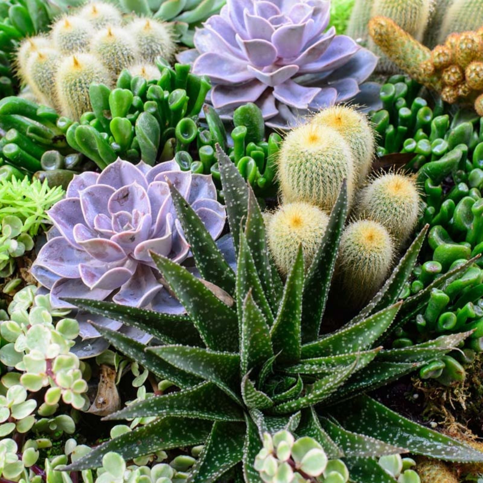 Succulent Leaves for Propagation – 4 Varieties – Ideal for Planting & Growing – Perfect for DIY Projects – Fast Growing