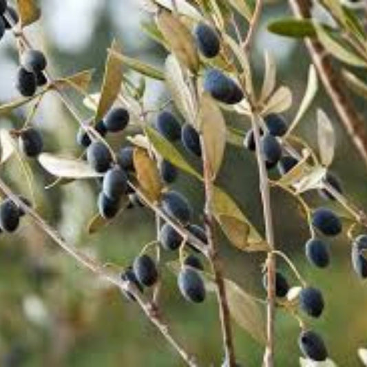 Olive Tree Seeds 25 Pack | Organic Olea europaea Bare Root Starter for Gardening and Growing Houseplant
