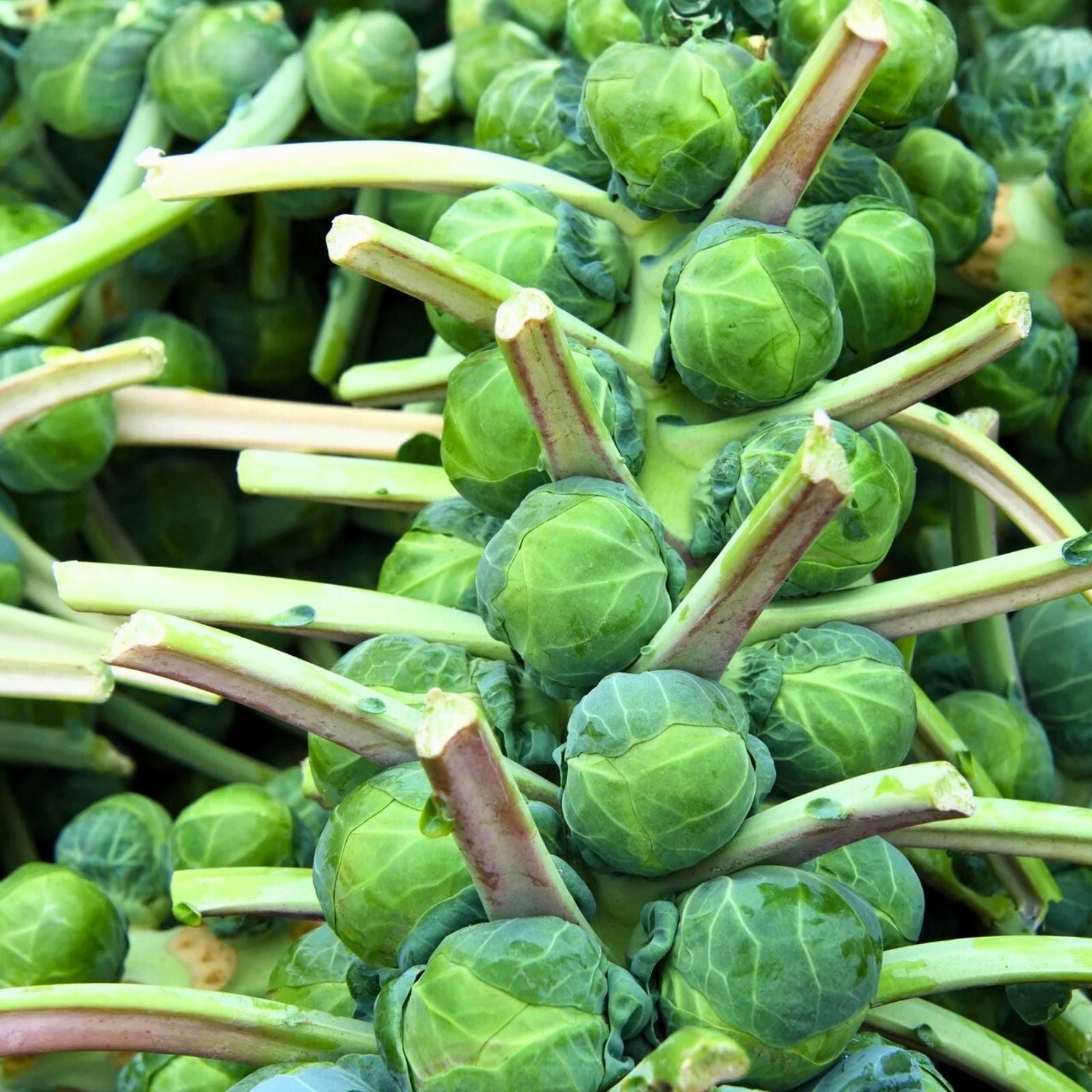 Brussel Sprout Seeds 500 Count Organic Non-GMO Vegetable Seeds Brassica oleracea var. gemmifera Catskill Heirloom