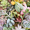 Succulent Cuttings Assortment 5 Varieties Live Plants DIY Gardening Houseplants Starter Kit