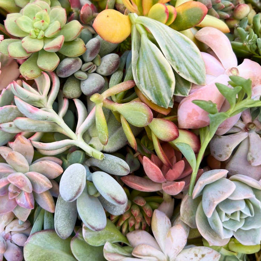 Succulent Cuttings Assortment 5 Varieties Live Plants DIY Gardening Houseplants Starter Kit