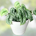 Scindapsus Pictus Exotica Cutting – Rare Indoor Vining Aroid Houseplant Starter Plant