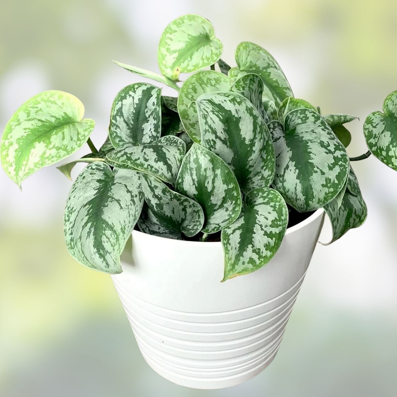Scindapsus Pictus Exotica Cutting – Rare Indoor Vining Aroid Houseplant Starter Plant