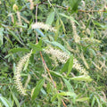 Black Willow Cuttings 18" Salix nigra Live Native Plant for Gardening Landscaping Bare Root Starter Plant