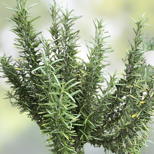 Organic Rosemary Herb Plant Cuttings – 12 Live 10-Inch Starter Plants for Gardening and Culinary Use
