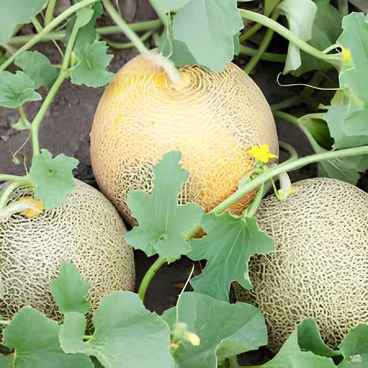 Ambrosia Cantaloupe Melon Seeds 10 Pack, Sweet Flavor, Cucumis melo 'Ambrosia' Fruit Seeds for Gardening and Planting