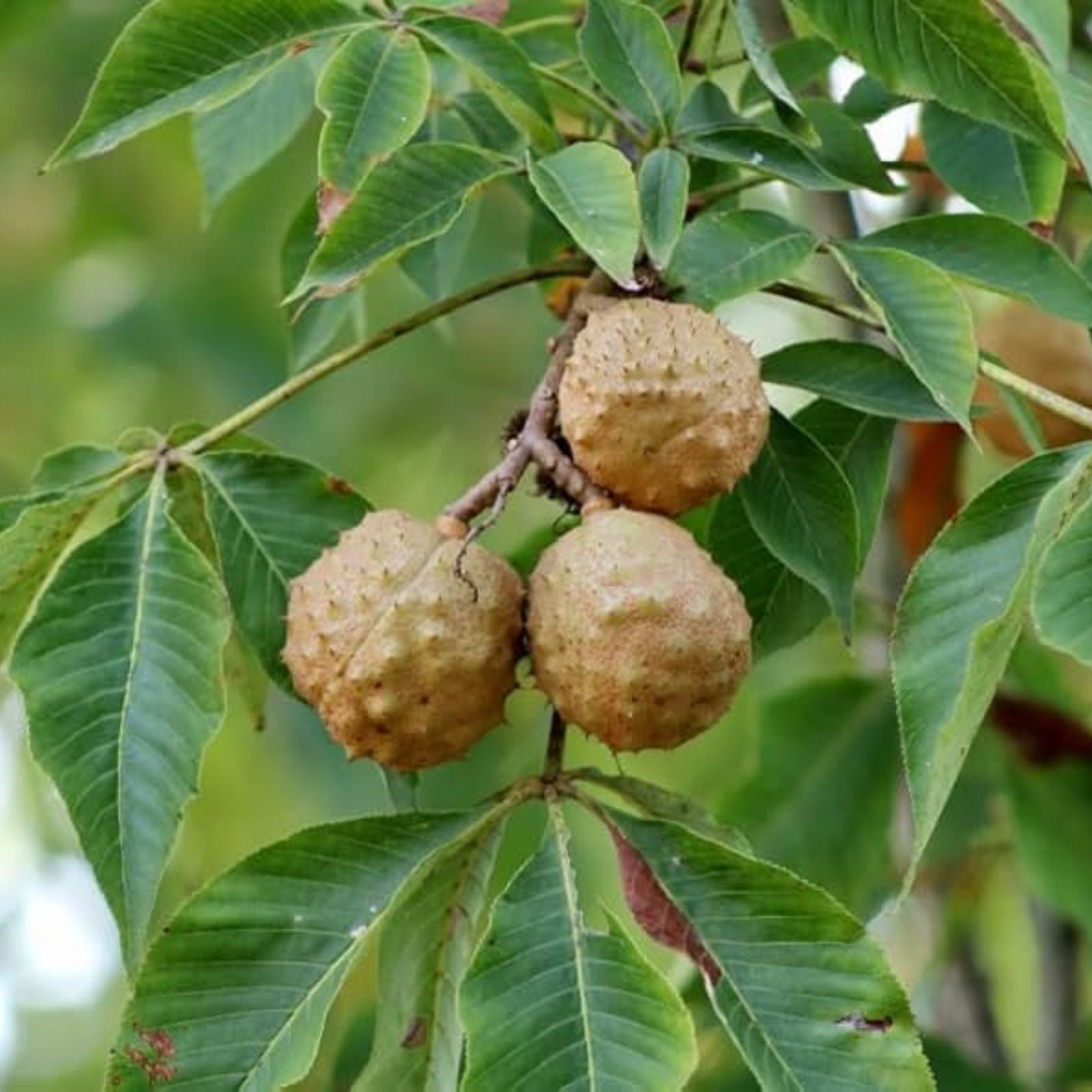 Carpathian Walnut Seeds for Planting – 5 Seeds – Juglans regia Carpathian – High-Quality Fast-Growing Tree Seeds for Gardening