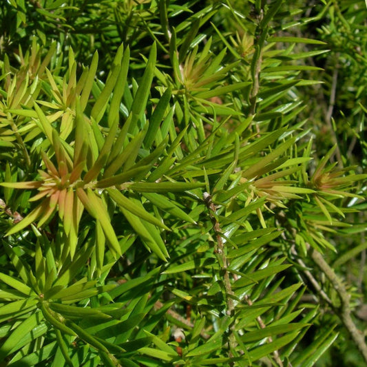 Keteleeria fortunei Tree Seeds 30 Pack Rare Evergreen Live Plant Starter Bare Root Cutting for Gardening