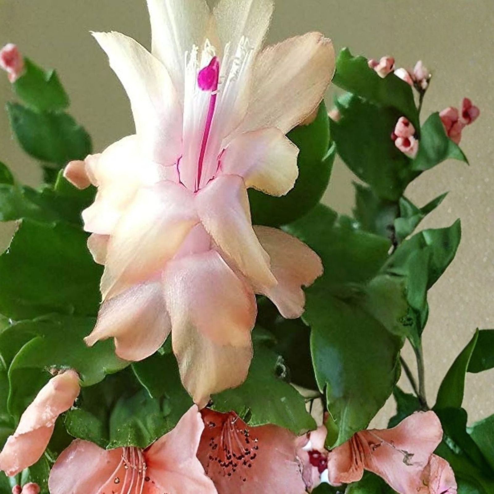 Thanksgiving Christmas Cactus Cuttings Schlumbergera Chelsea Live Plant Holiday Decor Bare Root Starter Plant