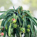 Dragon Fruit Cuttings 10-12 Inches Hylocereus spp. Live Plant Starter Bare Root Multiple Varieties