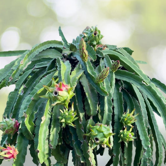 Dragon Fruit Cuttings 10-12 Inches Hylocereus spp. Live Plant Starter Bare Root Multiple Varieties