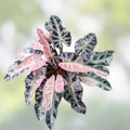 Alocasia Bambino Pink Variegated Live Plant Starter Plug Indoor Houseplant Tropical Garden