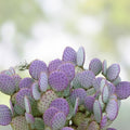 Santa Rita Purple Prickly Pear Cactus Cuttings Opuntia spp Drought-Tolerant Succulent for Garden Indoor Plant