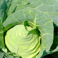 Cabbage Seeds 500 Count Early Jersey Wakefield Heirloom Non-GMO Brassica oleracea Vegetable Seeds