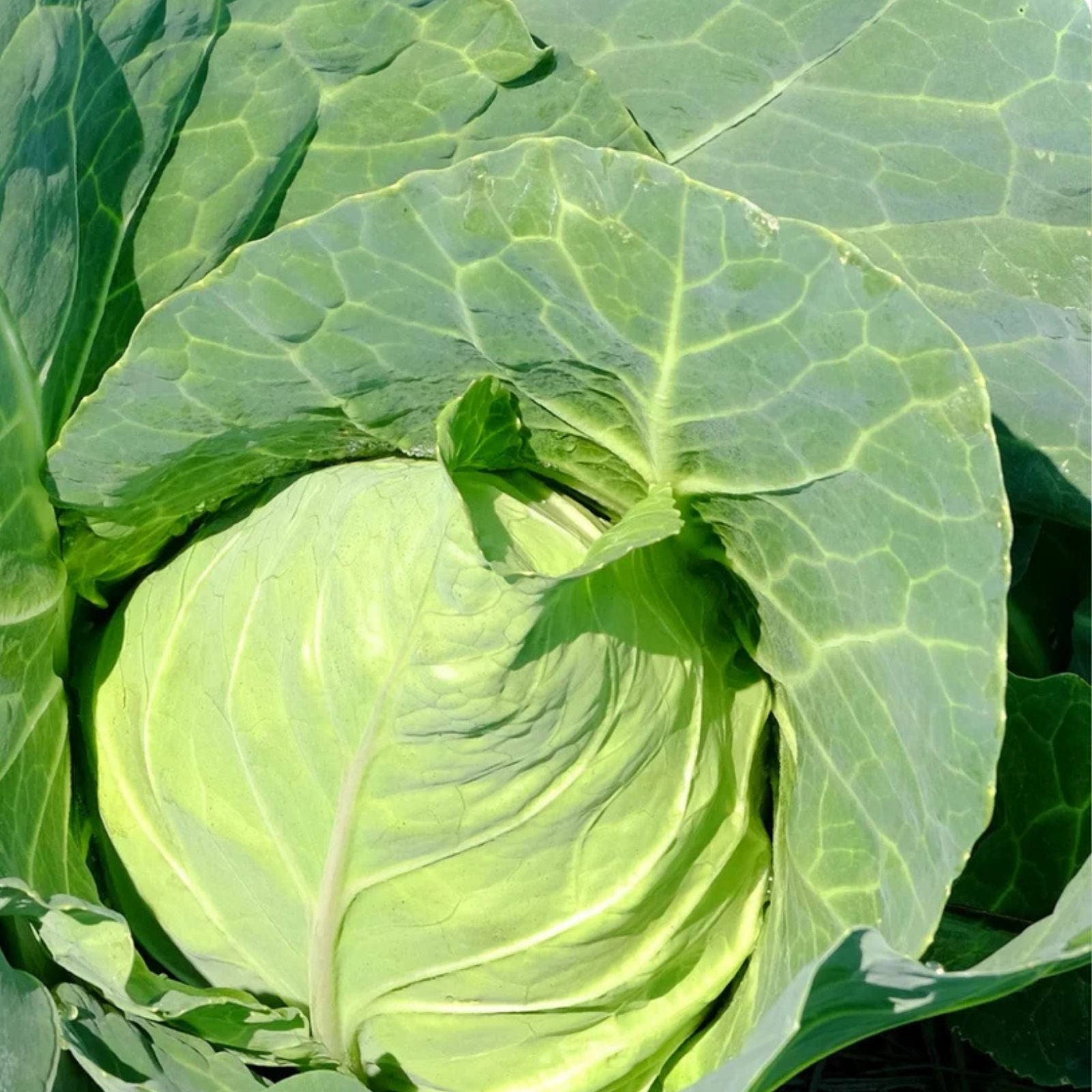 Cabbage Seeds 500 Count Early Jersey Wakefield Heirloom Non-GMO Brassica oleracea Vegetable Seeds