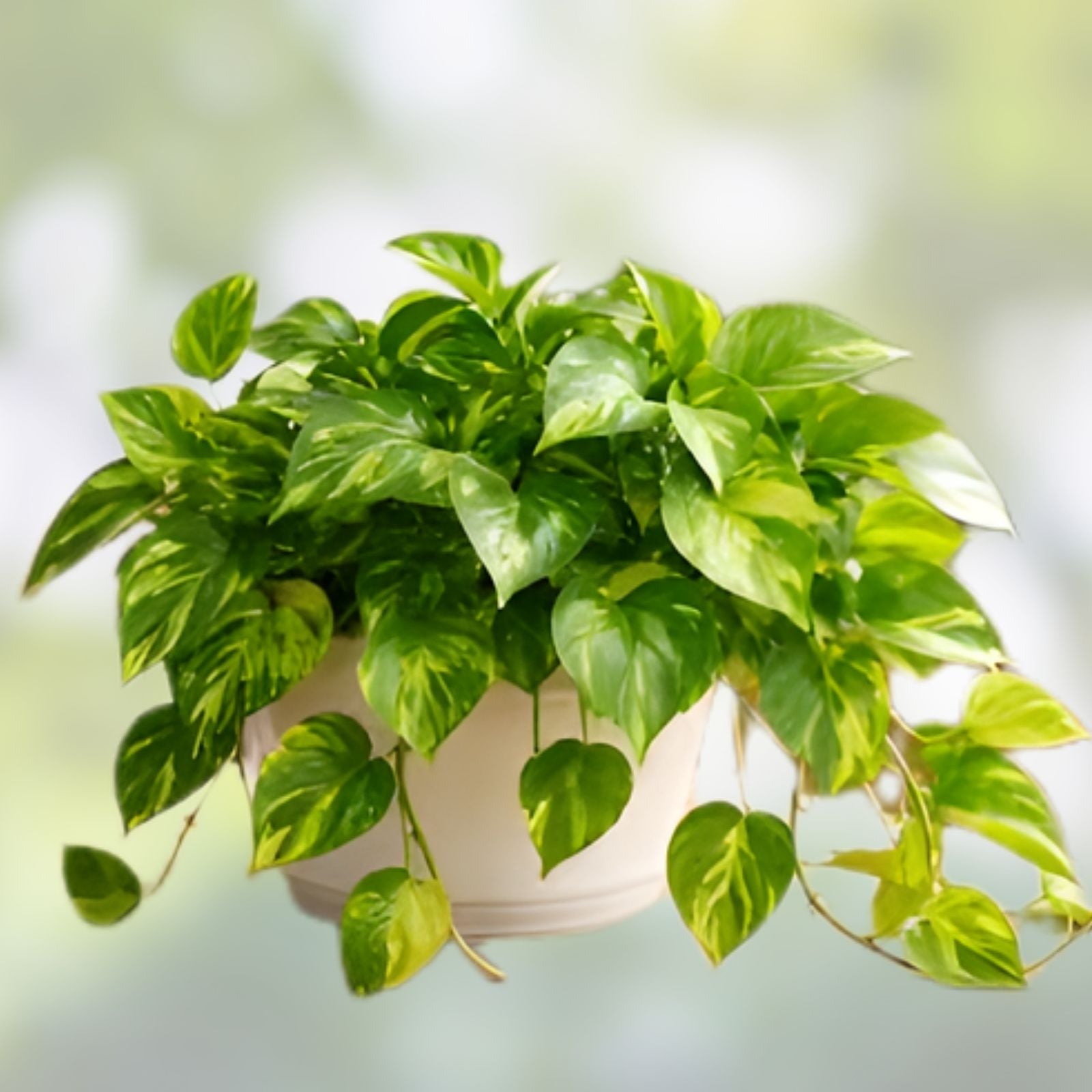 Pothos Cutting | Rooted Green Vine Plant | Epipremnum aureum | Indoor Houseplant, Trailing Plant, Fast Shipping