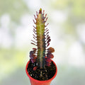 Euphorbia Royal Red Trigona Succulent Cutting 4-6" Drought Tolerant Houseplant Cactus Plant
